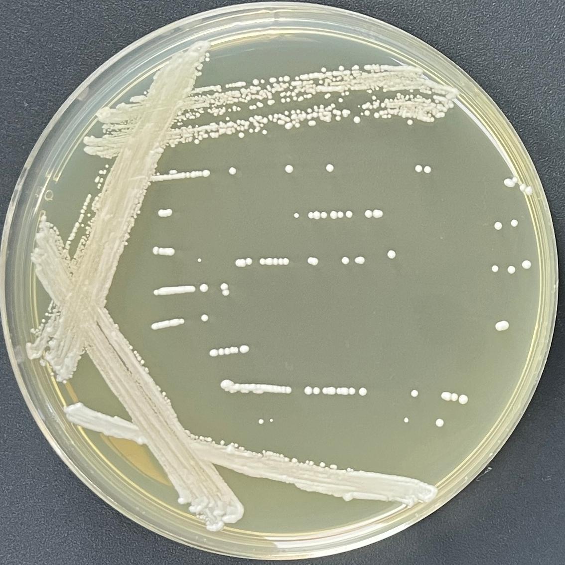 Brewing yeast-BNCC