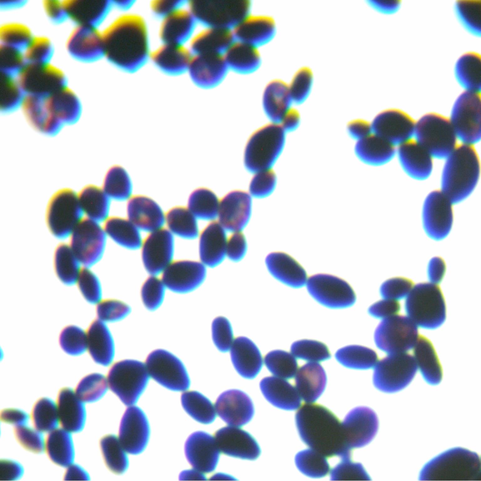 Brewing yeast-BNCC
