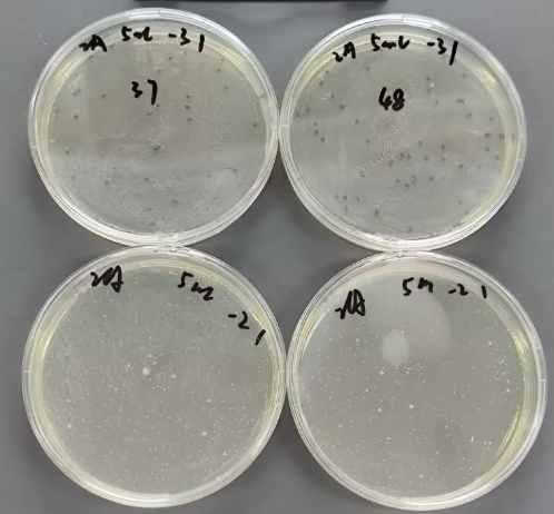 Total Colony Count Positive Control Sample-BNCC