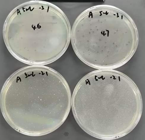 Total Colony Count Positive Control Sample-BNCC