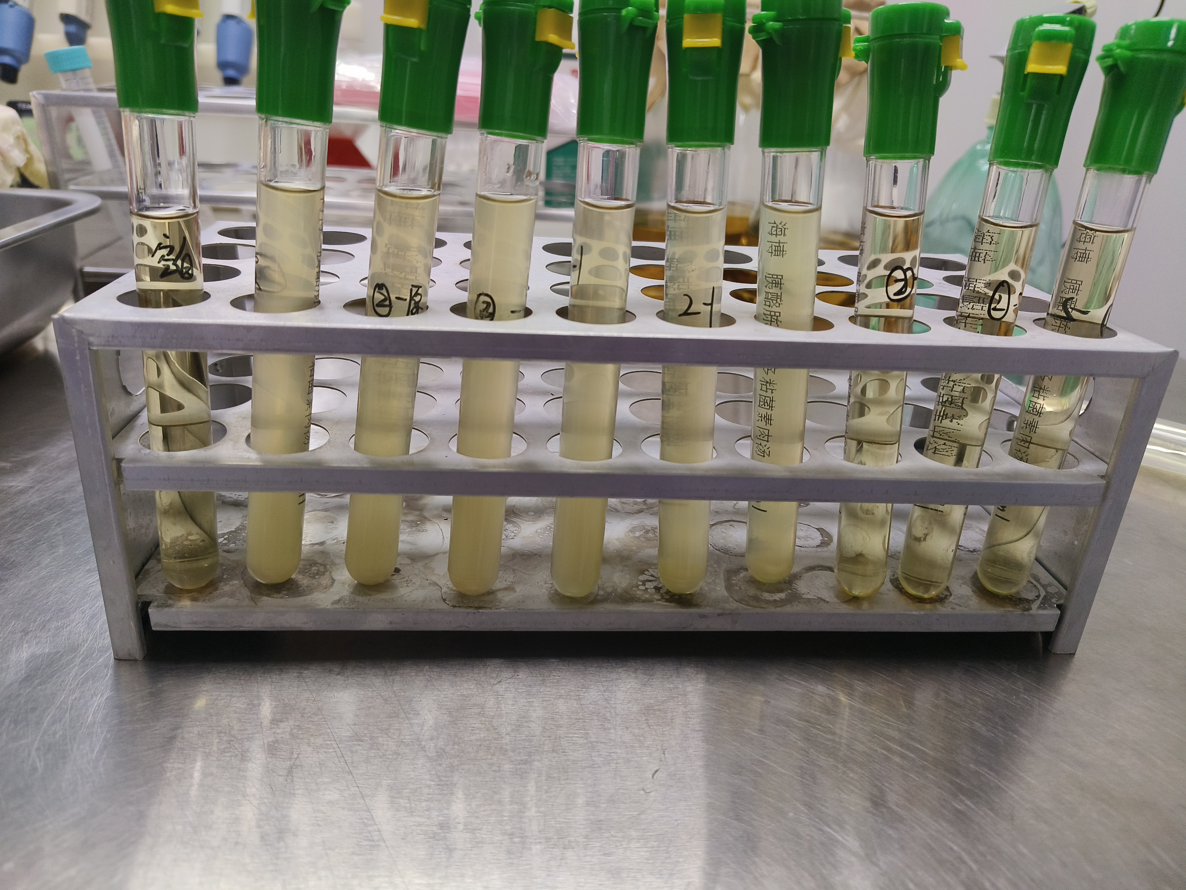 Bacillus cereus Quality Control Sample for Food-BNCC