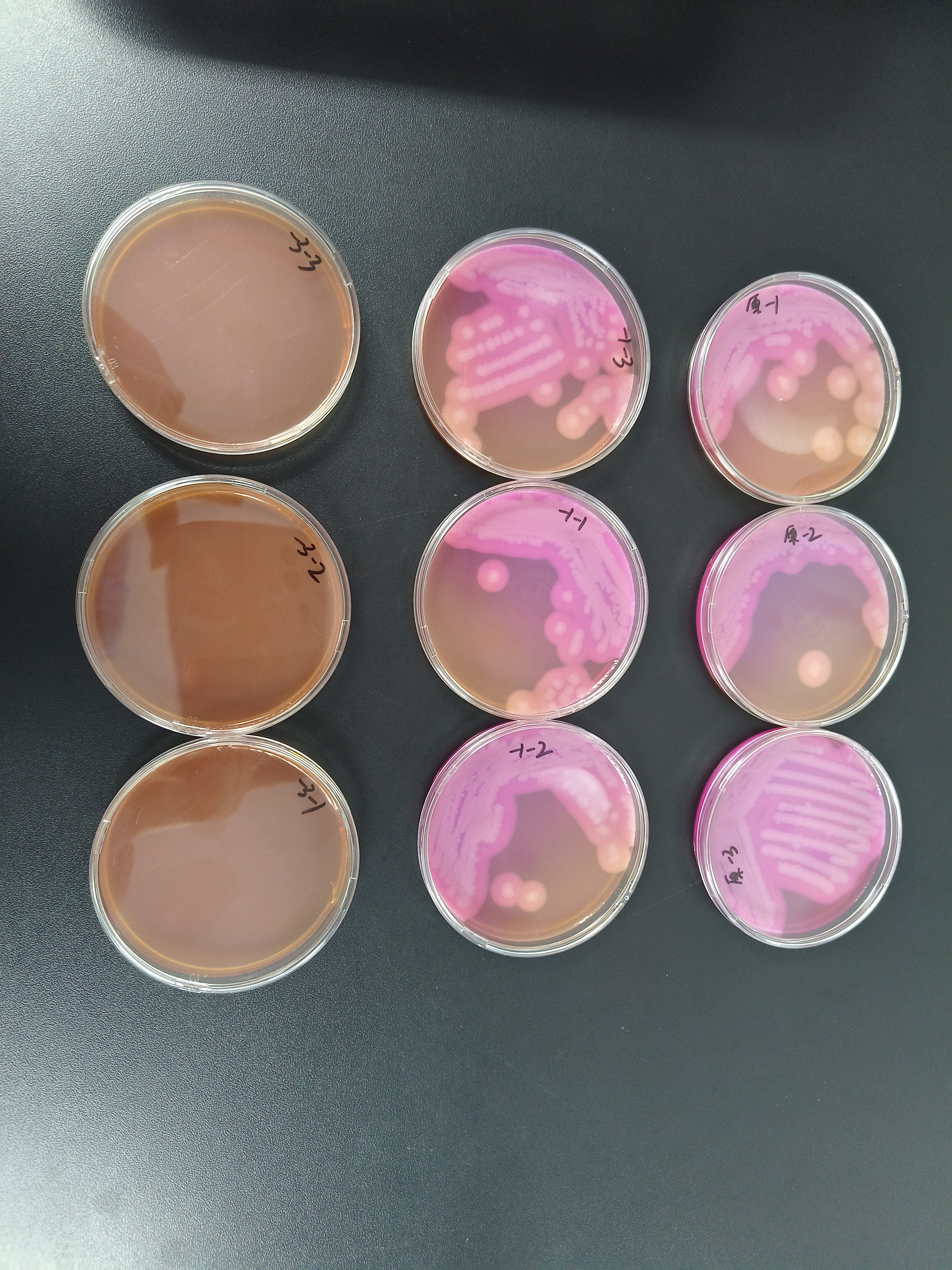 Bacillus cereus Quality Control Sample for Food-BNCC