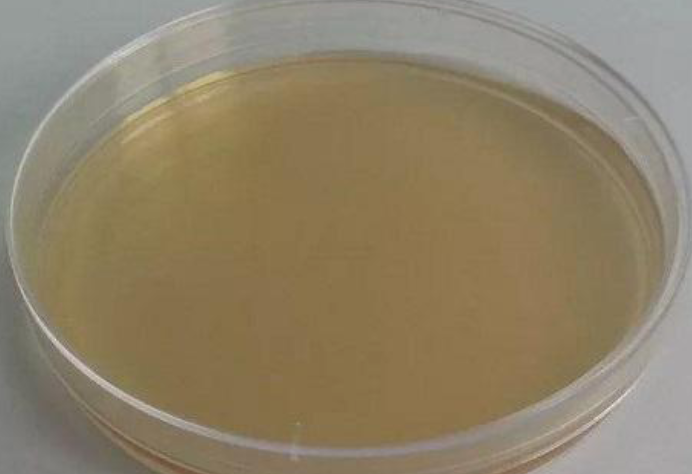 Human Papillomavirus 16 E7 Gene (HPV16) Plasmid DNA Standard-BNCC