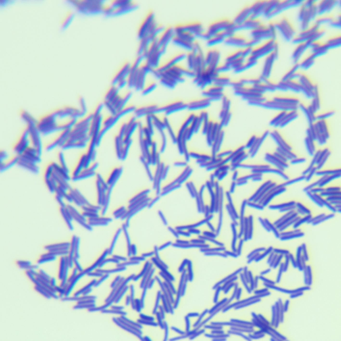 Widely curved lactobacilli-BNCC