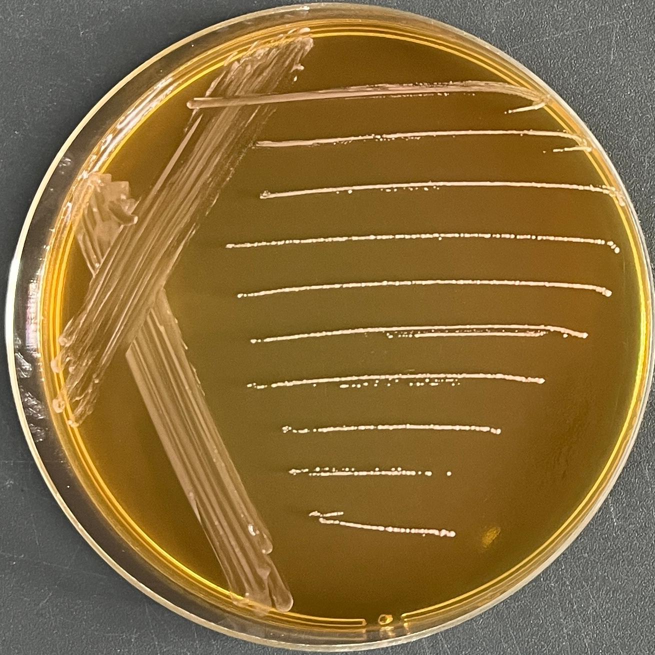 Widely curved lactobacilli-BNCC