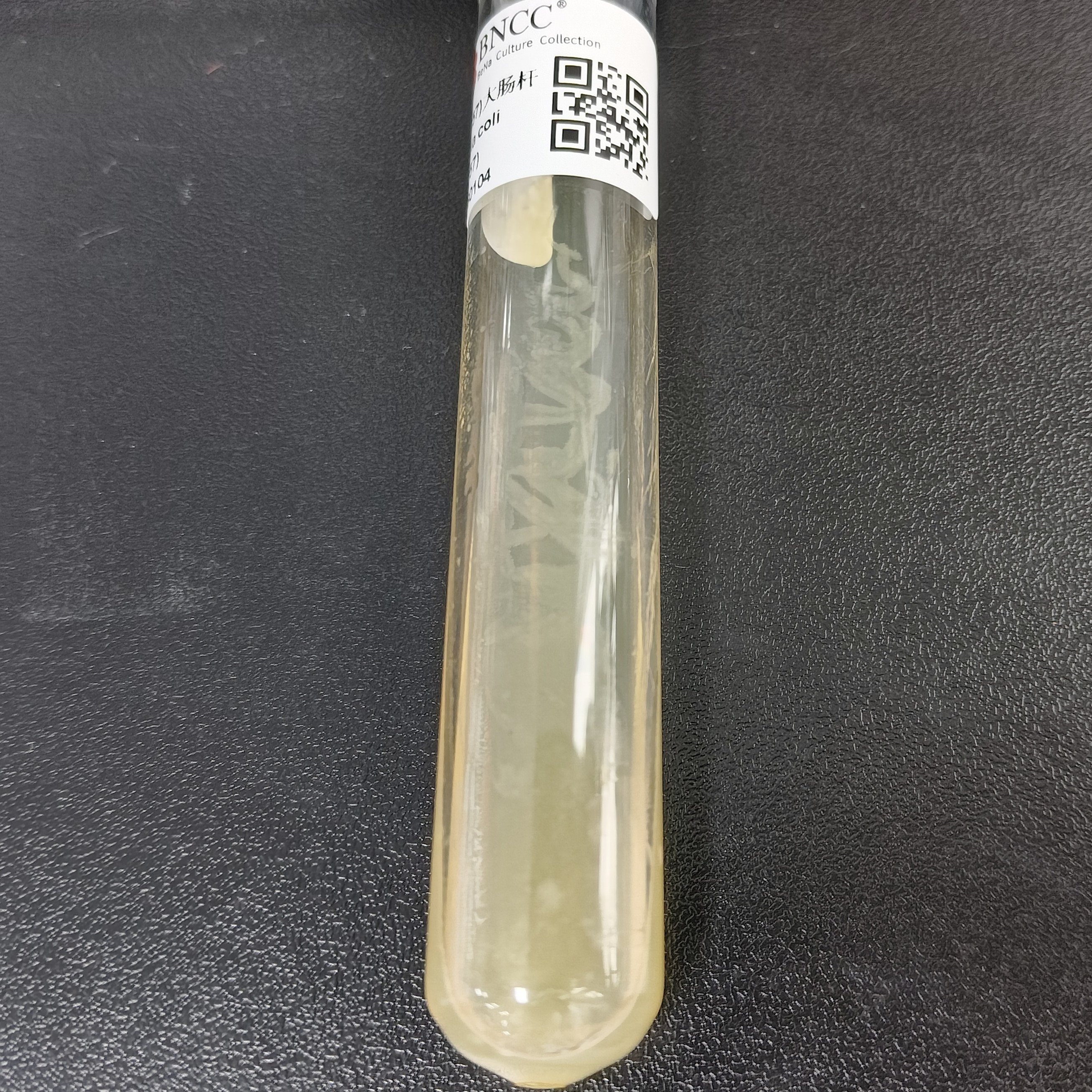 DH5 α (including pUC57) Escherichia coli-BNCC