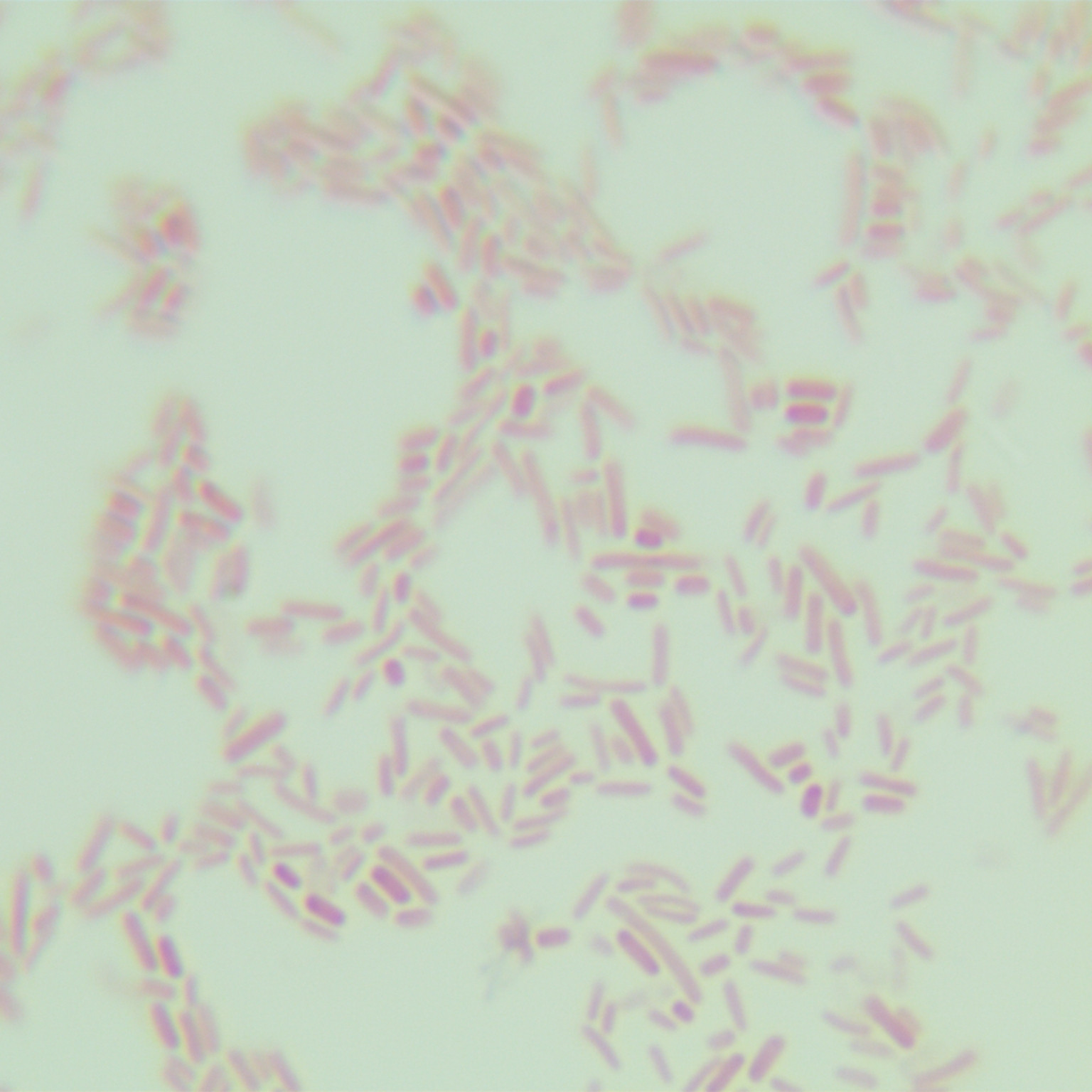 DH5 α (including pUC57) Escherichia coli-BNCC