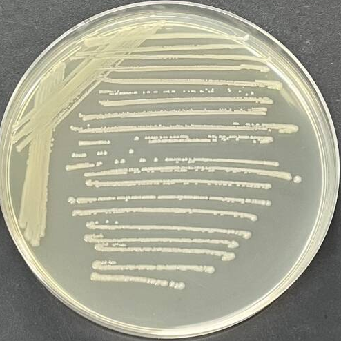 Escherichia coli-BNCC