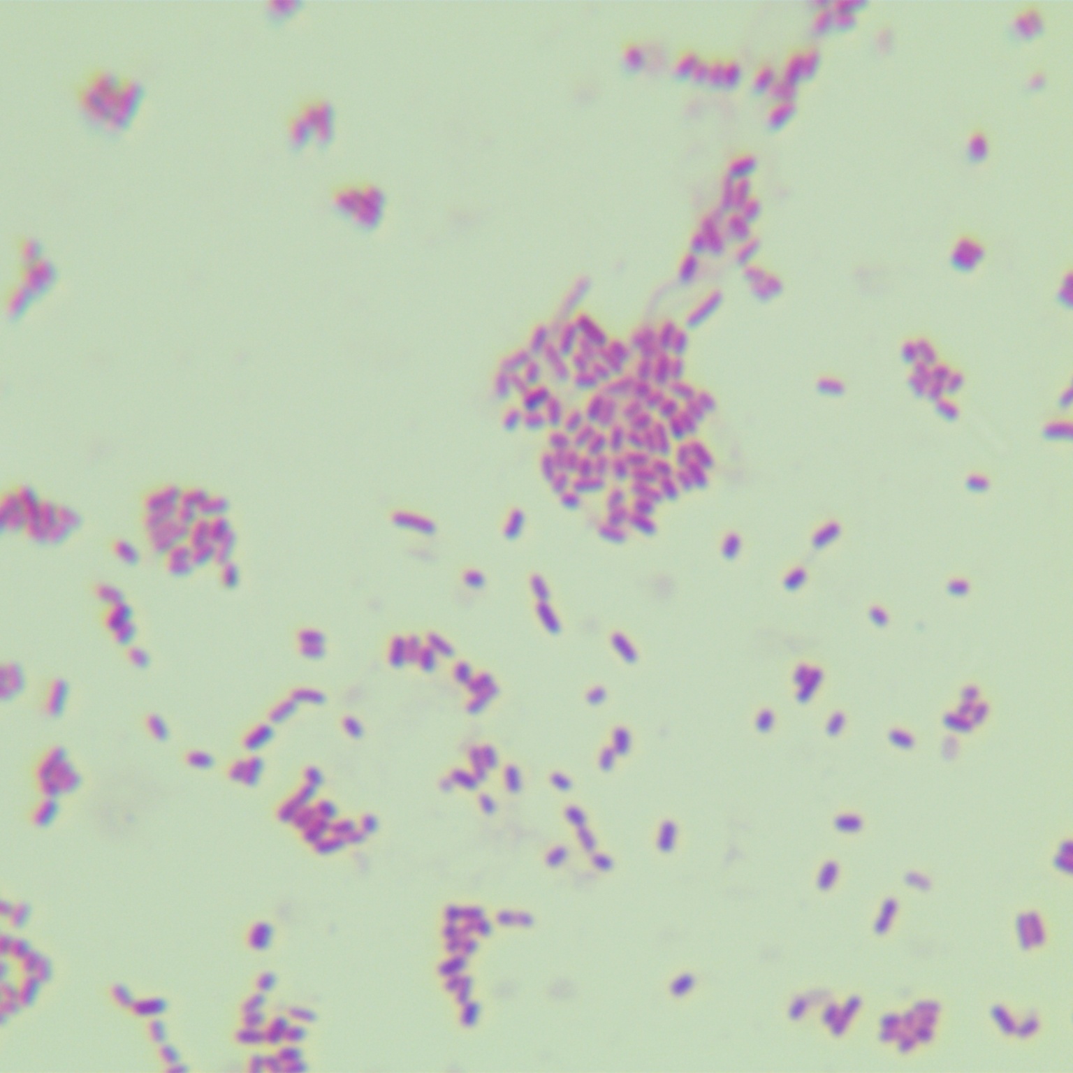 Escherichia coli-BNCC
