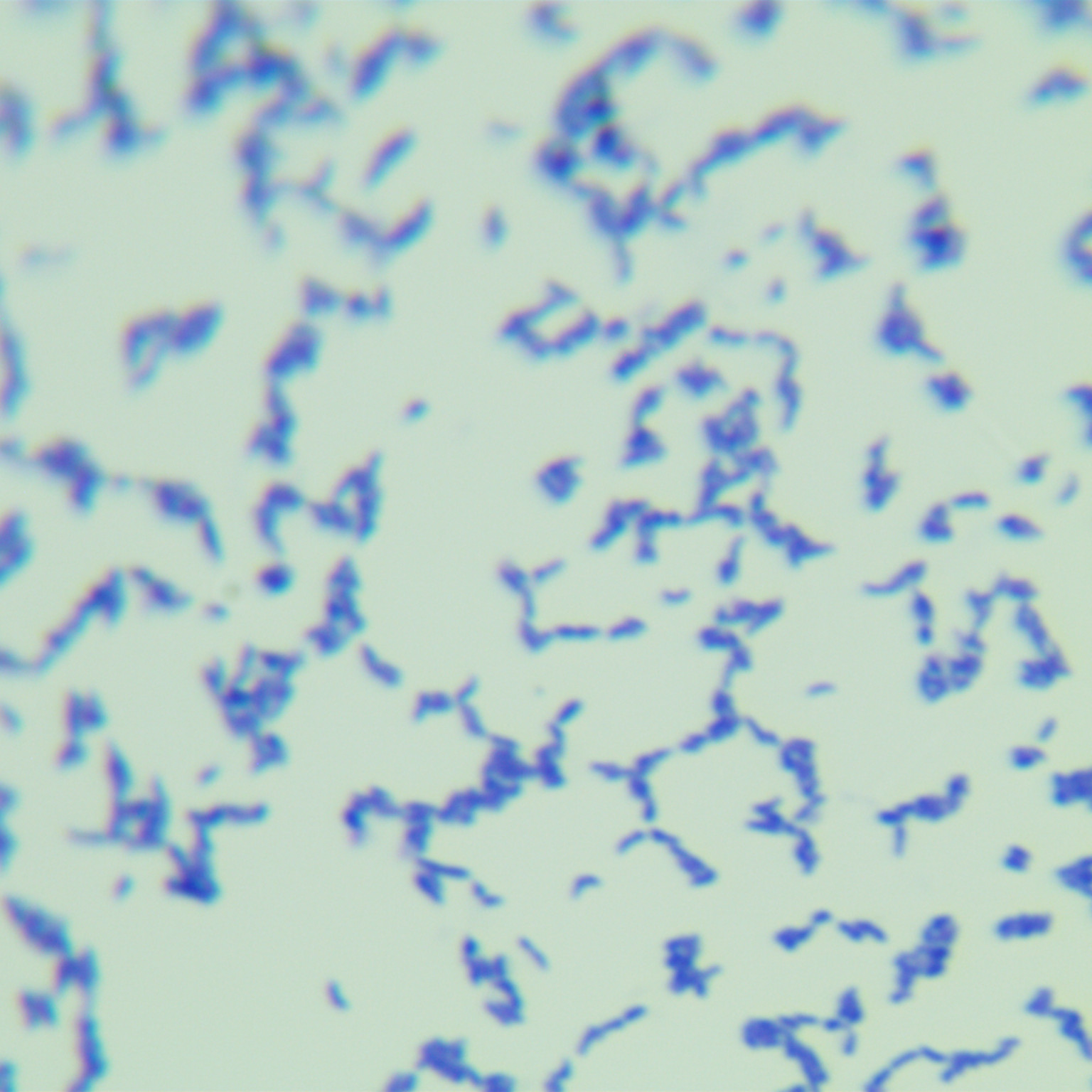 Propionibacterium acnes (Propionibacterium acnes, Propionibacterium acnes)-BNCC