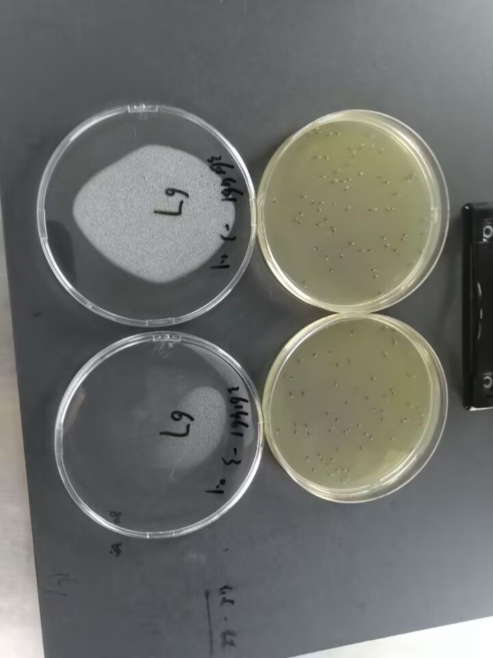 Bacillus subtilis spore suspension-BNCC