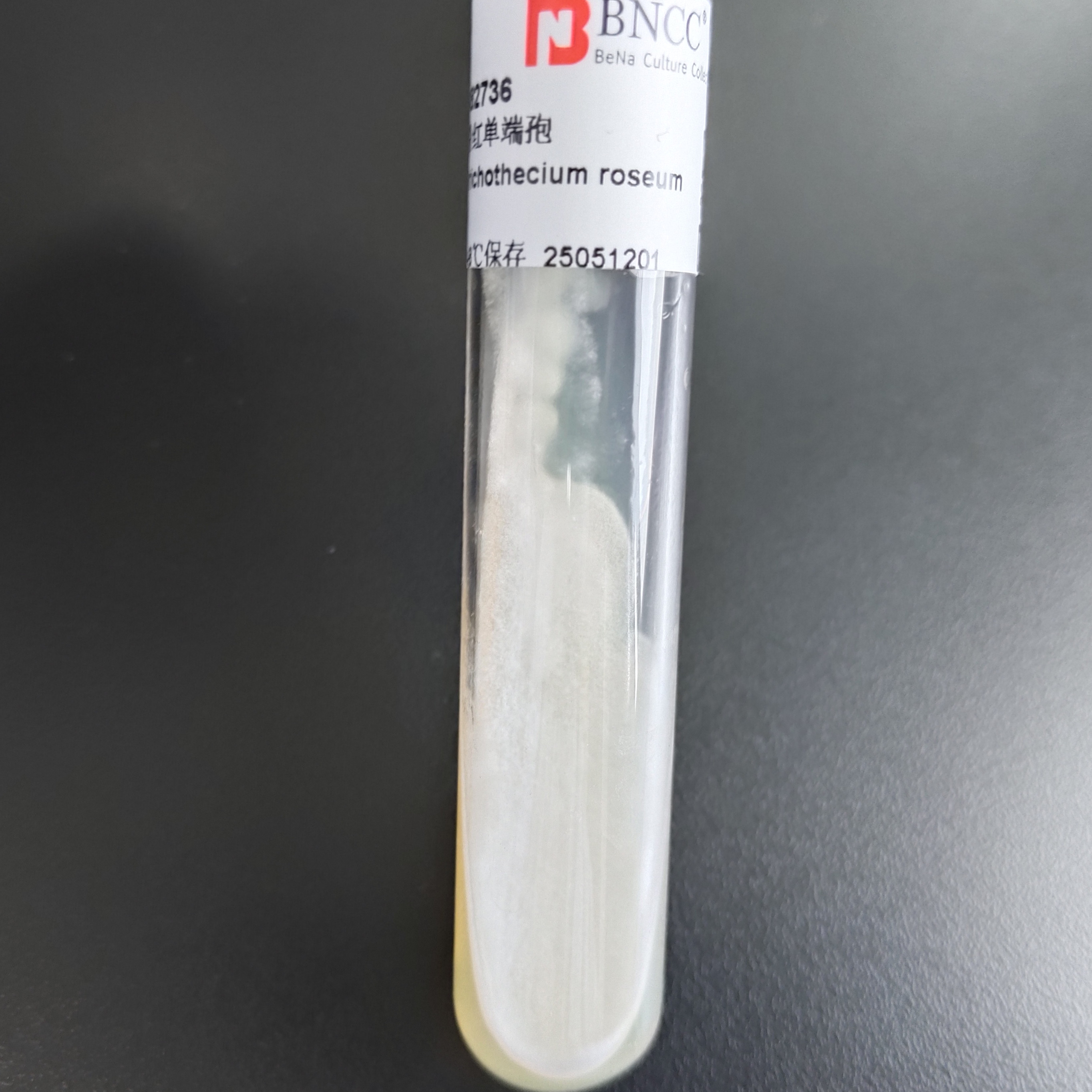Pink Alternaria-BNCC
