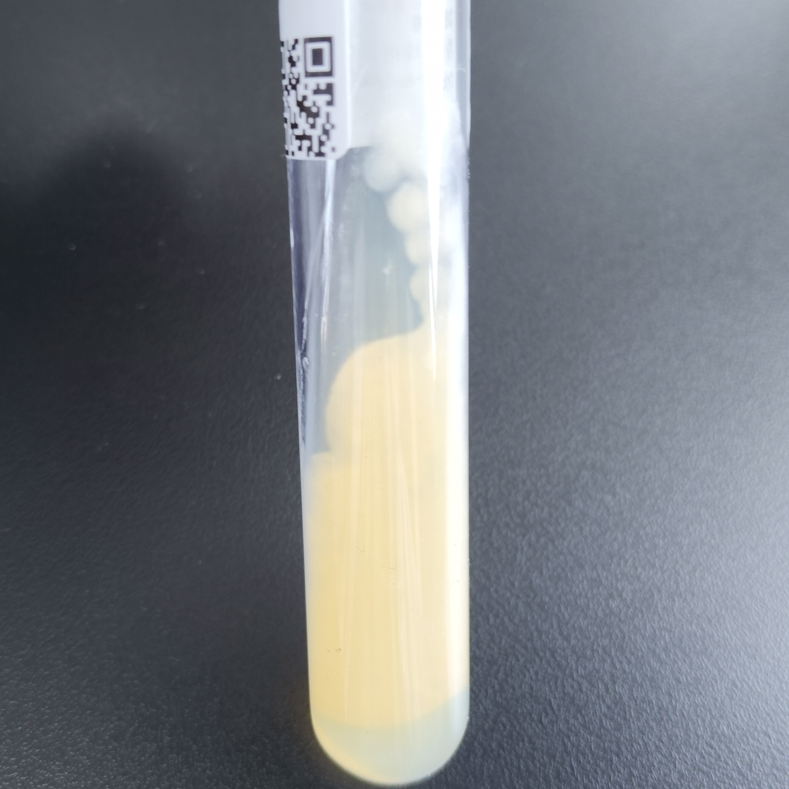 Pink Alternaria-BNCC