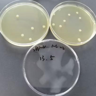 Quantitative Strain of Escherichia coli-BNCC