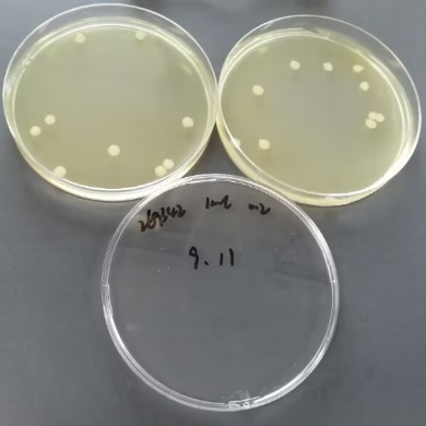 Quantitative Strain of Escherichia coli-BNCC