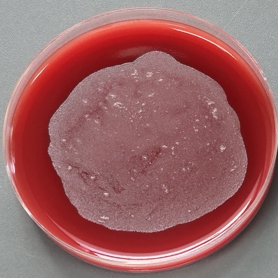 Guangqi unique Skadovei bacteria-BNCC