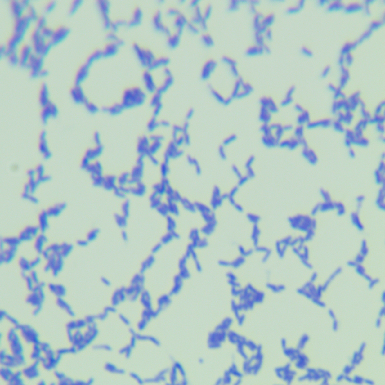 Guangqi unique Skadovei bacteria-BNCC