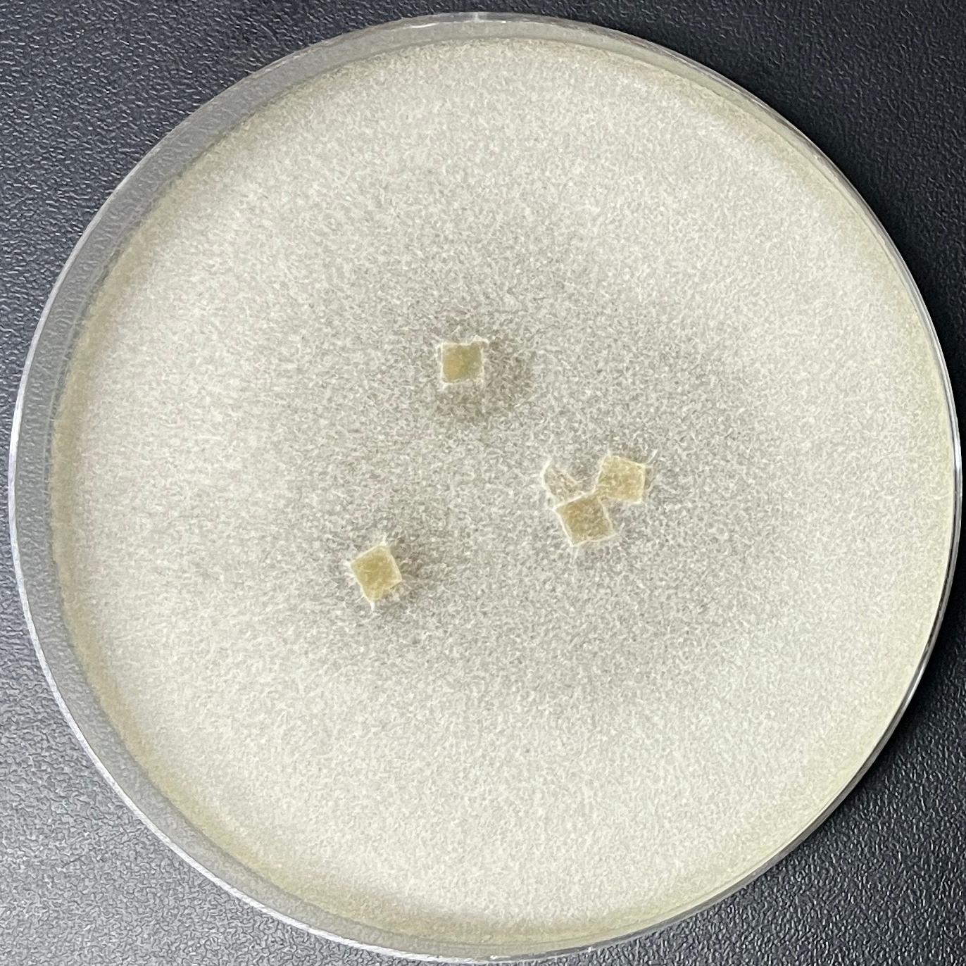Concentric trichomonas-BNCC