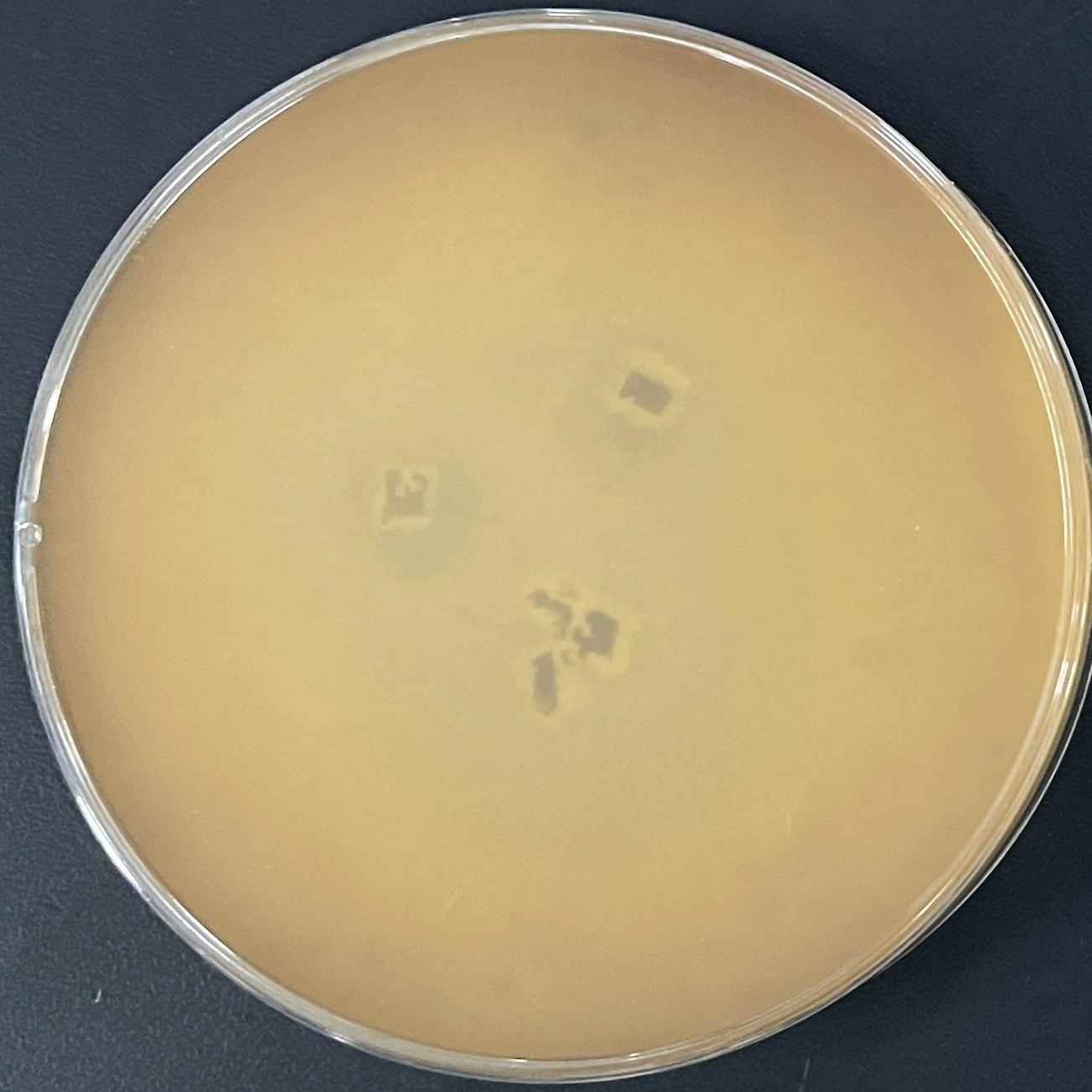 Concentric trichomonas-BNCC