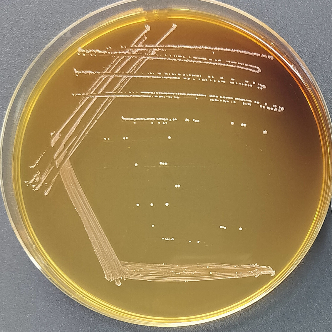 Wide spread Lactobacillus sake subspecies-BNCC