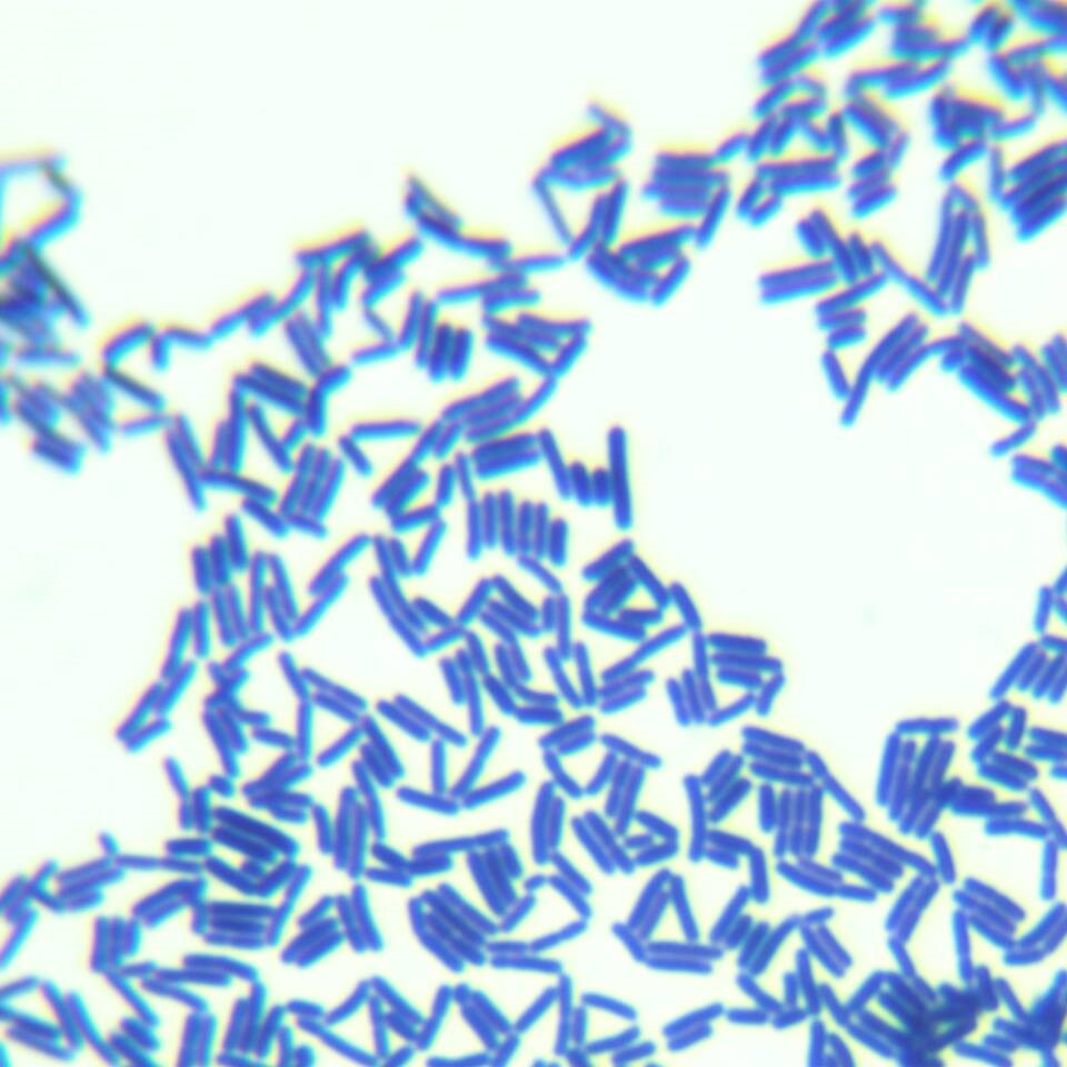 Wide spread Lactobacillus sake subspecies-BNCC