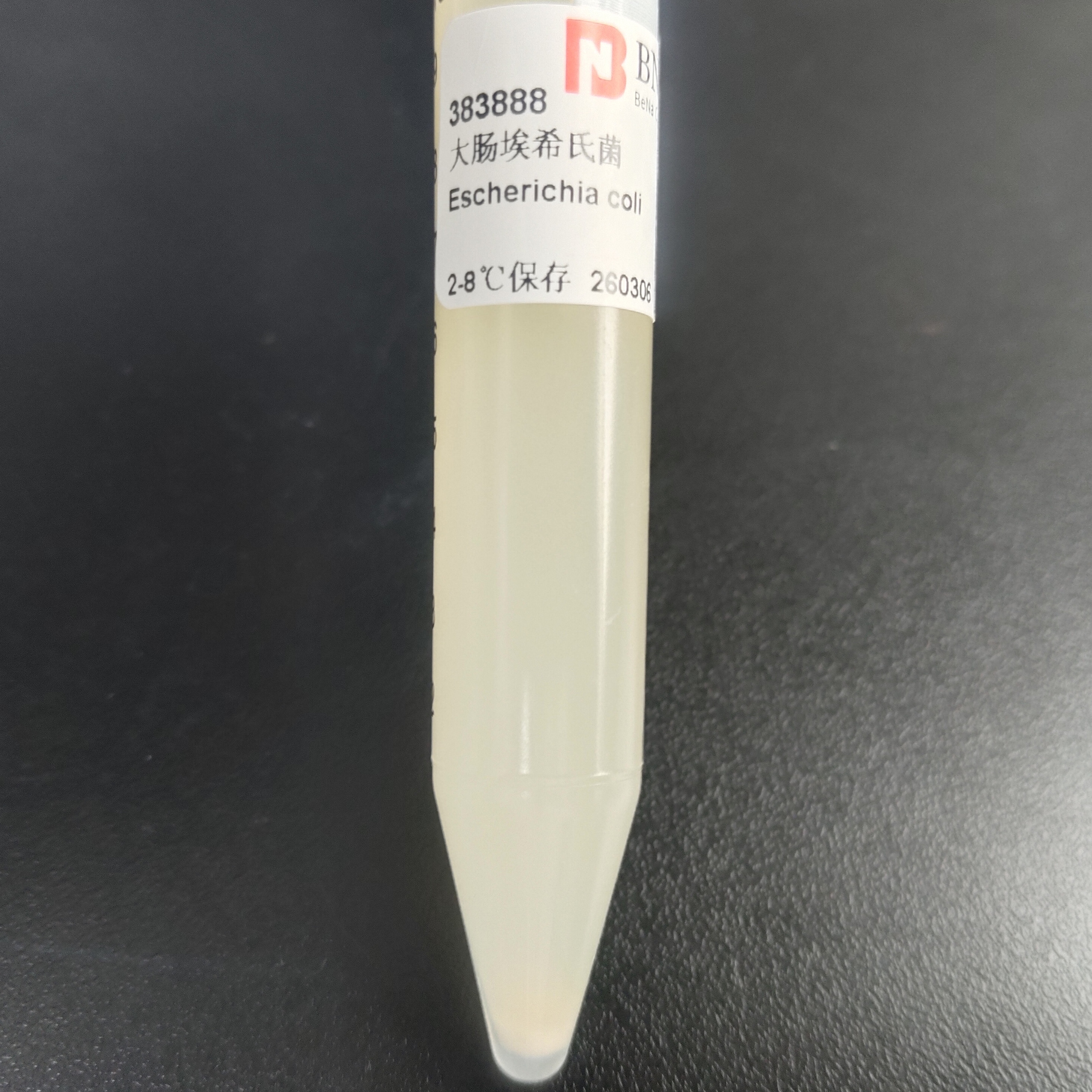 Escherichia coli-BNCC