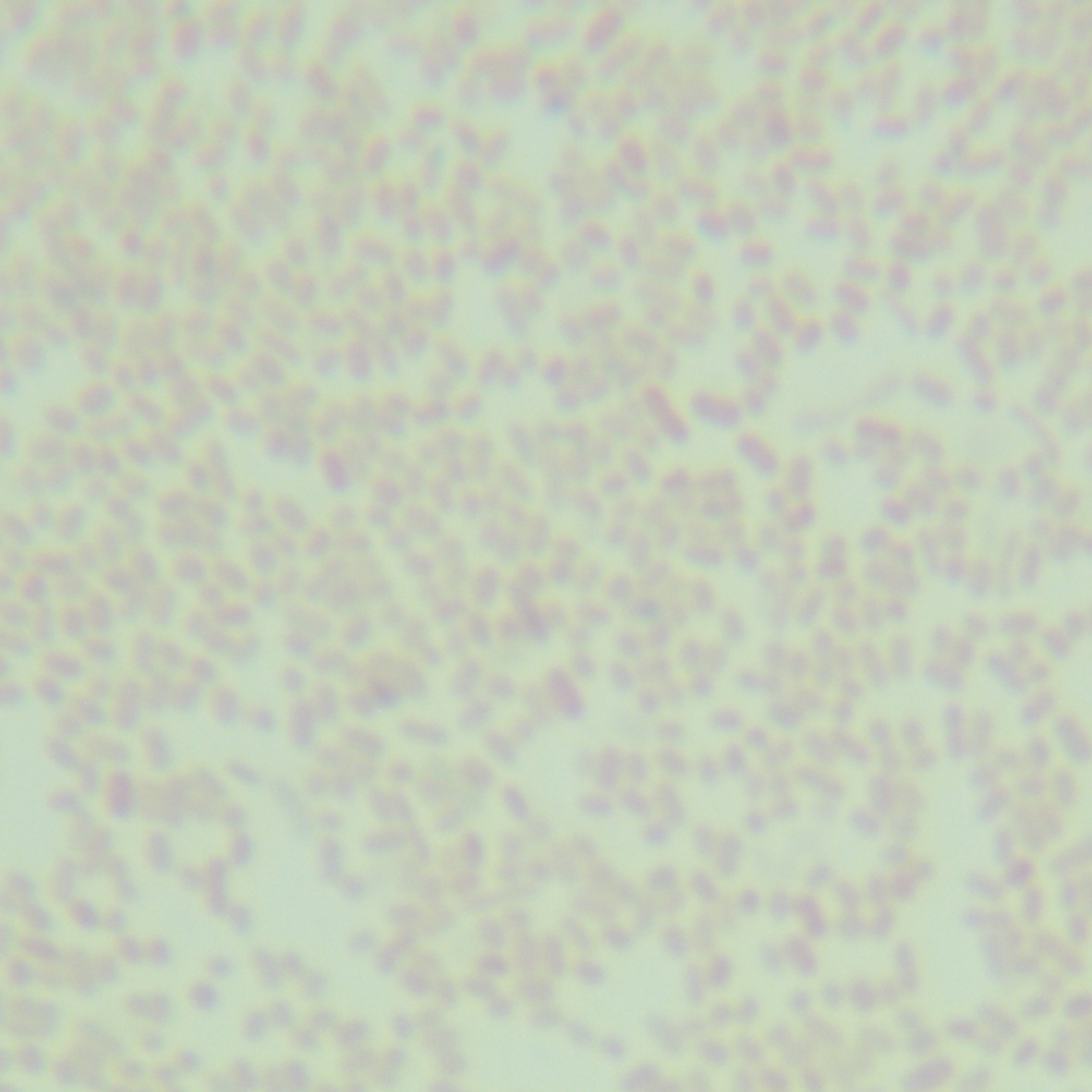 Escherichia coli-BNCC