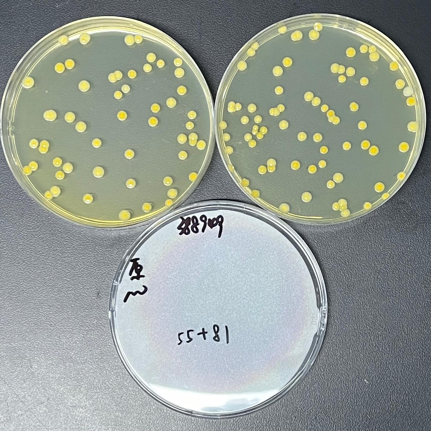 Staphylococcus aureus Quality Control Sample for Food-BNCC