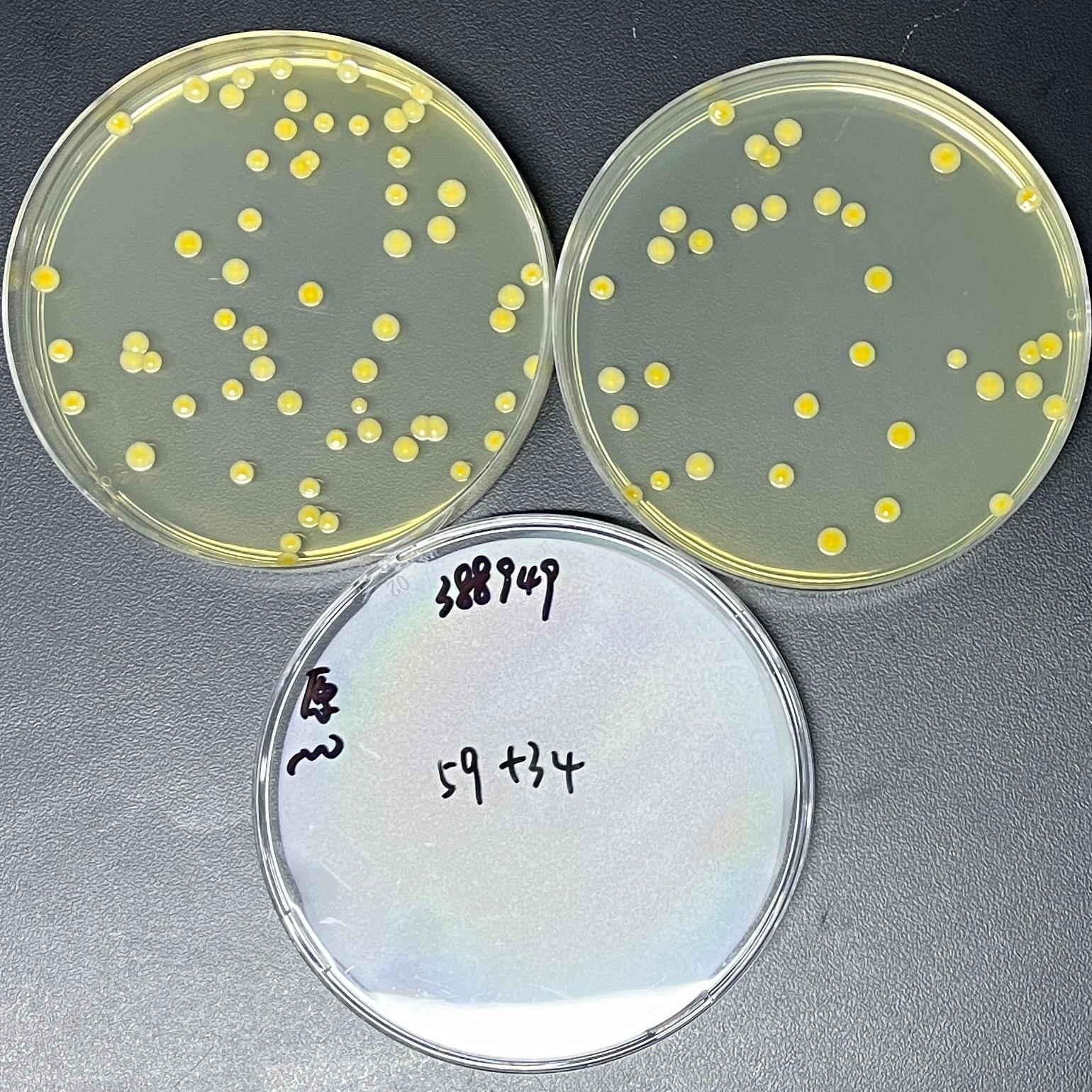 Staphylococcus aureus Quality Control Sample for Food-BNCC