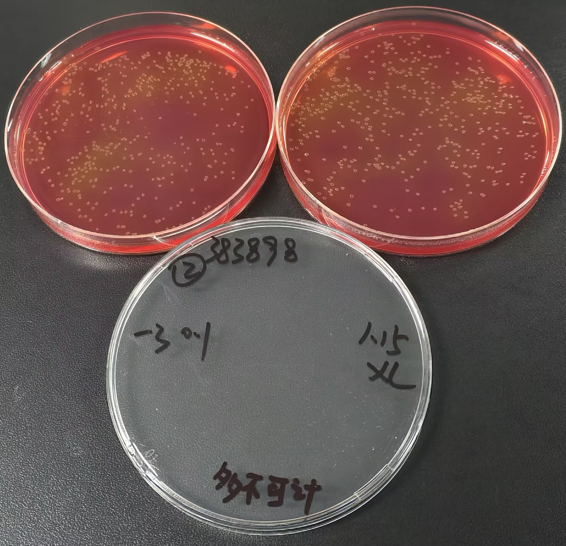 Positive quality control sample of Salmonella enterica in food-BNCC