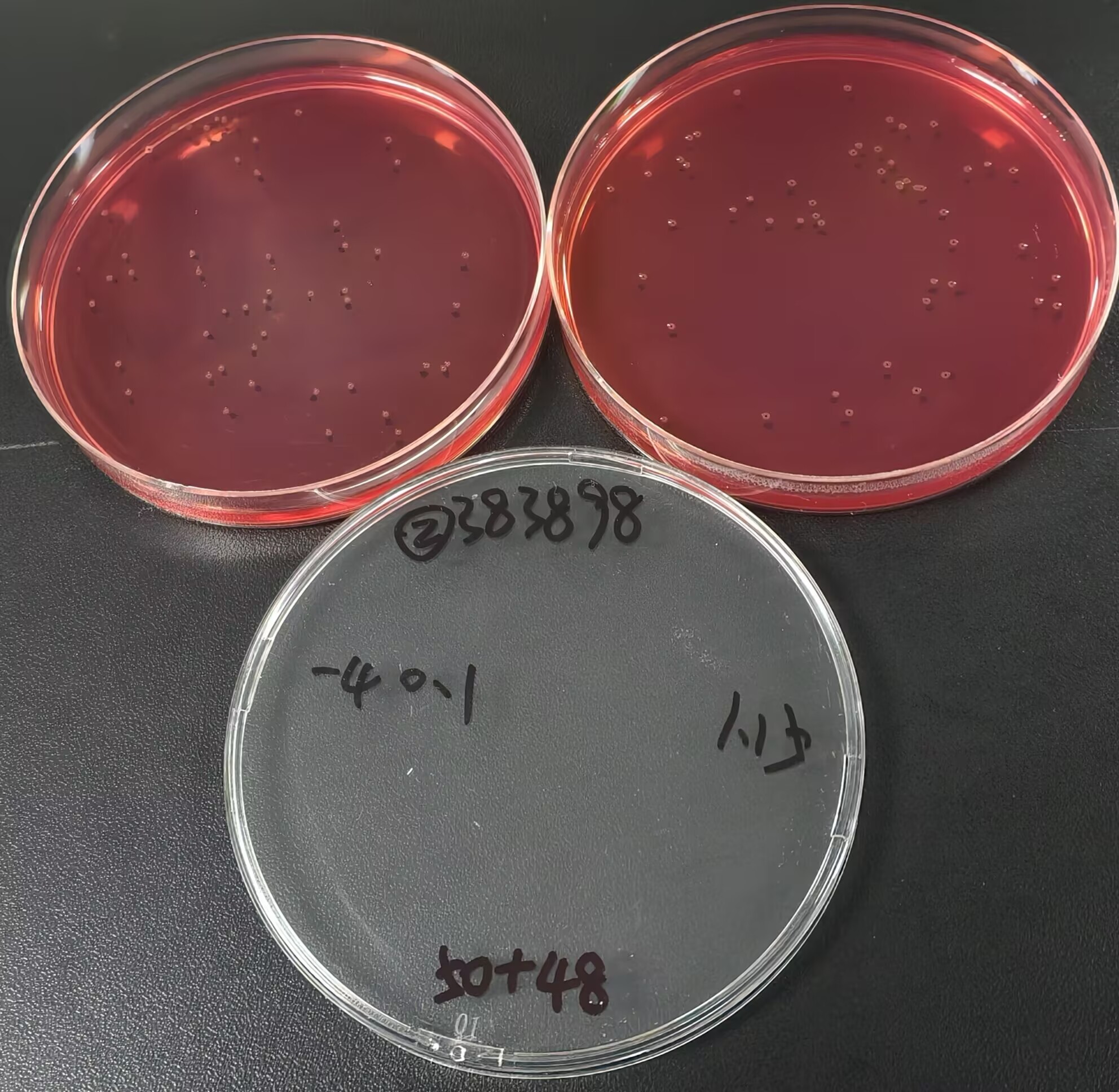 Positive quality control sample of Salmonella enterica in food-BNCC