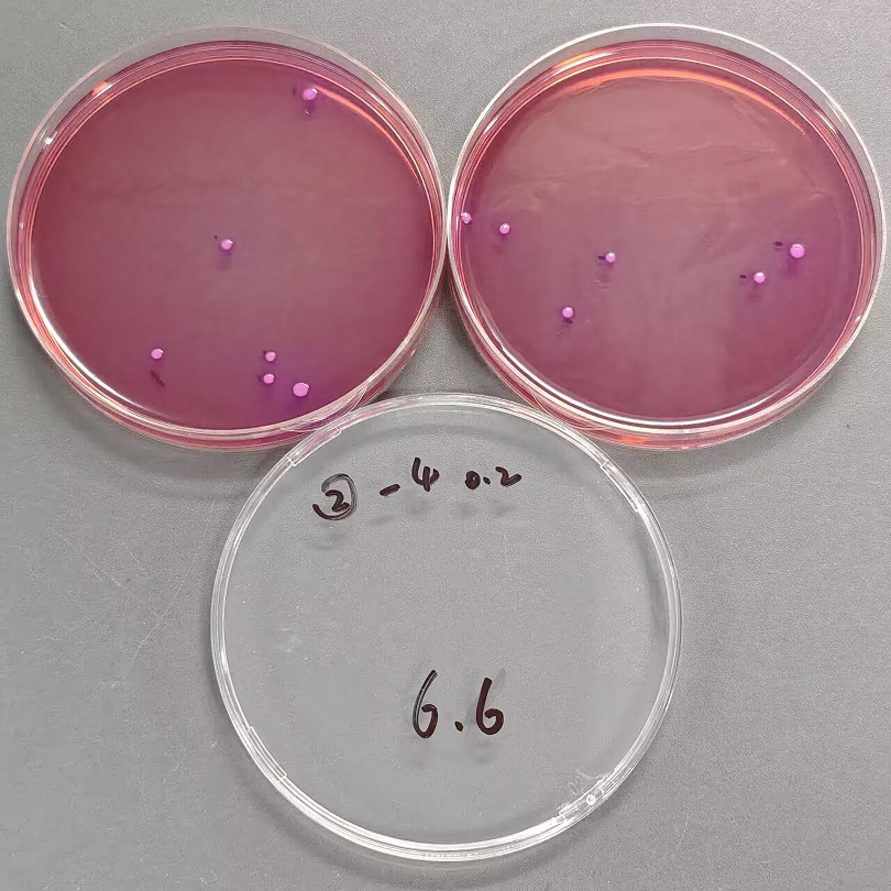 Food Salmonella Enteritidis Quality Control Sample (Negative)-BNCC