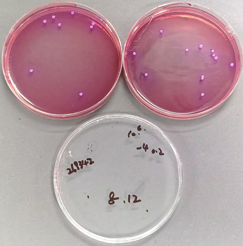 Food Salmonella Enteritidis Quality Control Sample (Negative)-BNCC