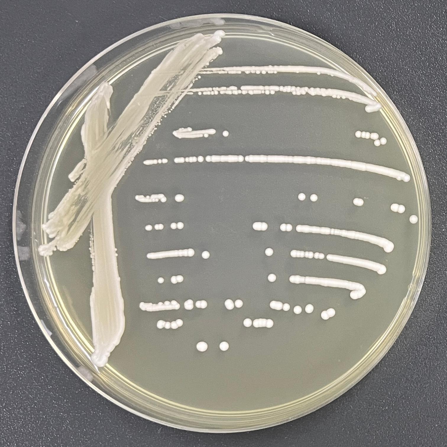 Permeable Hansenula yeast-BNCC