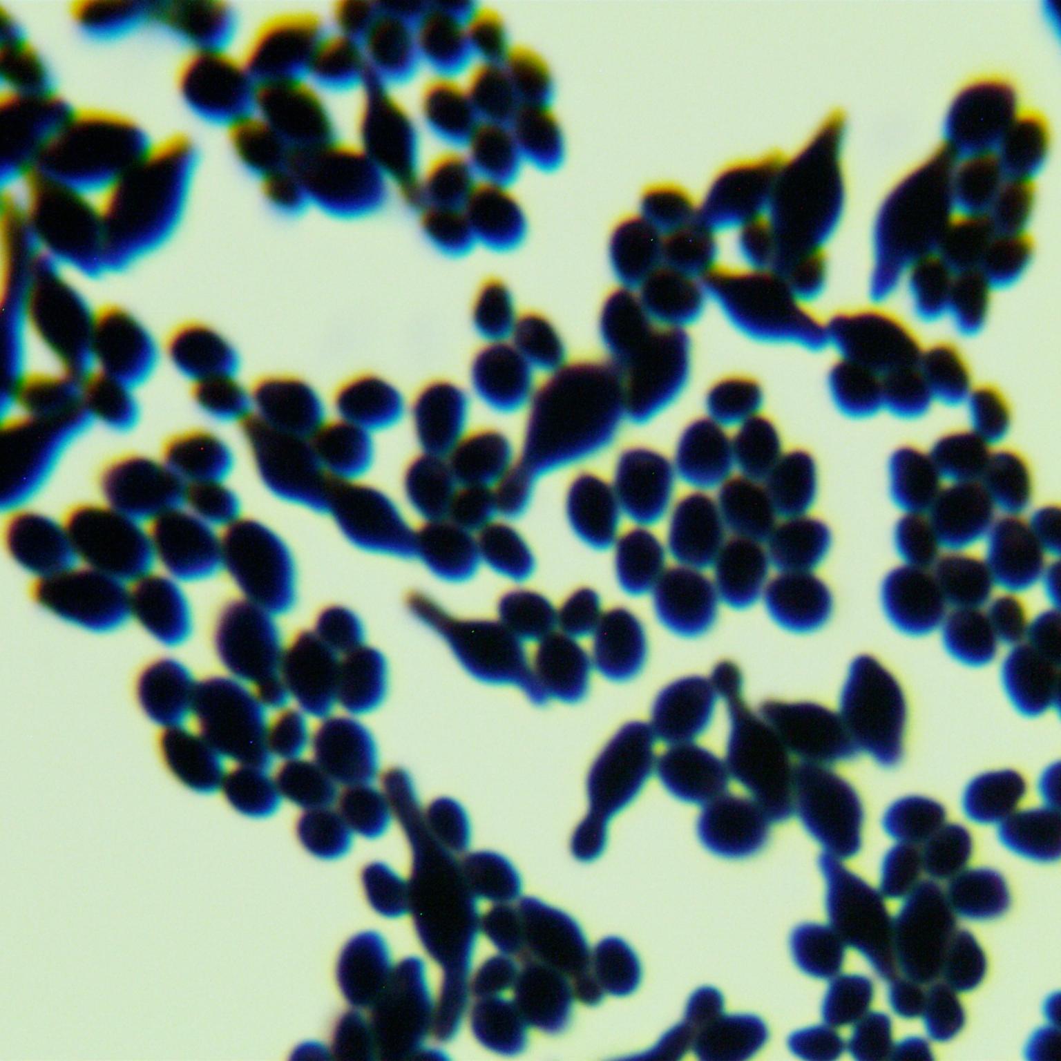 Permeable Hansenula yeast-BNCC