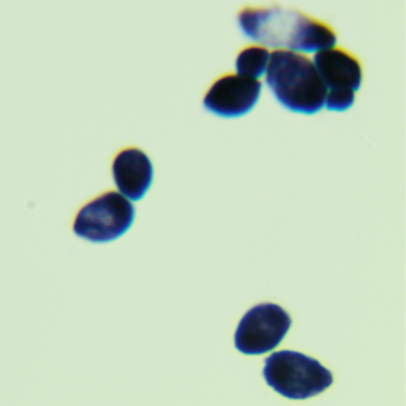 Fan's Xuwang yeast-BNCC