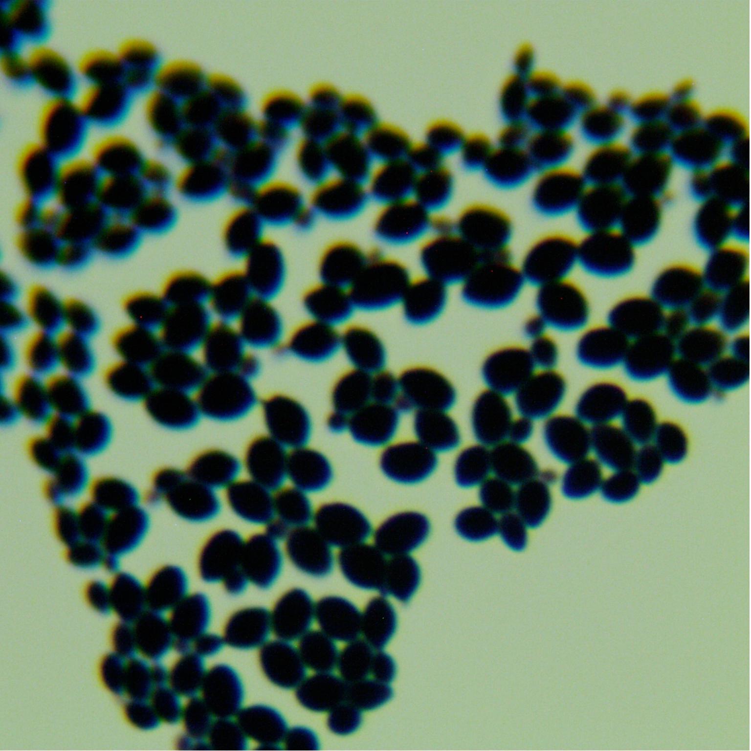 Spoon shaped yeast-BNCC