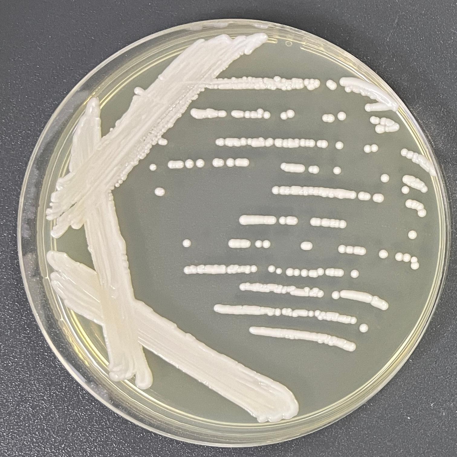 California Banito yeast-BNCC