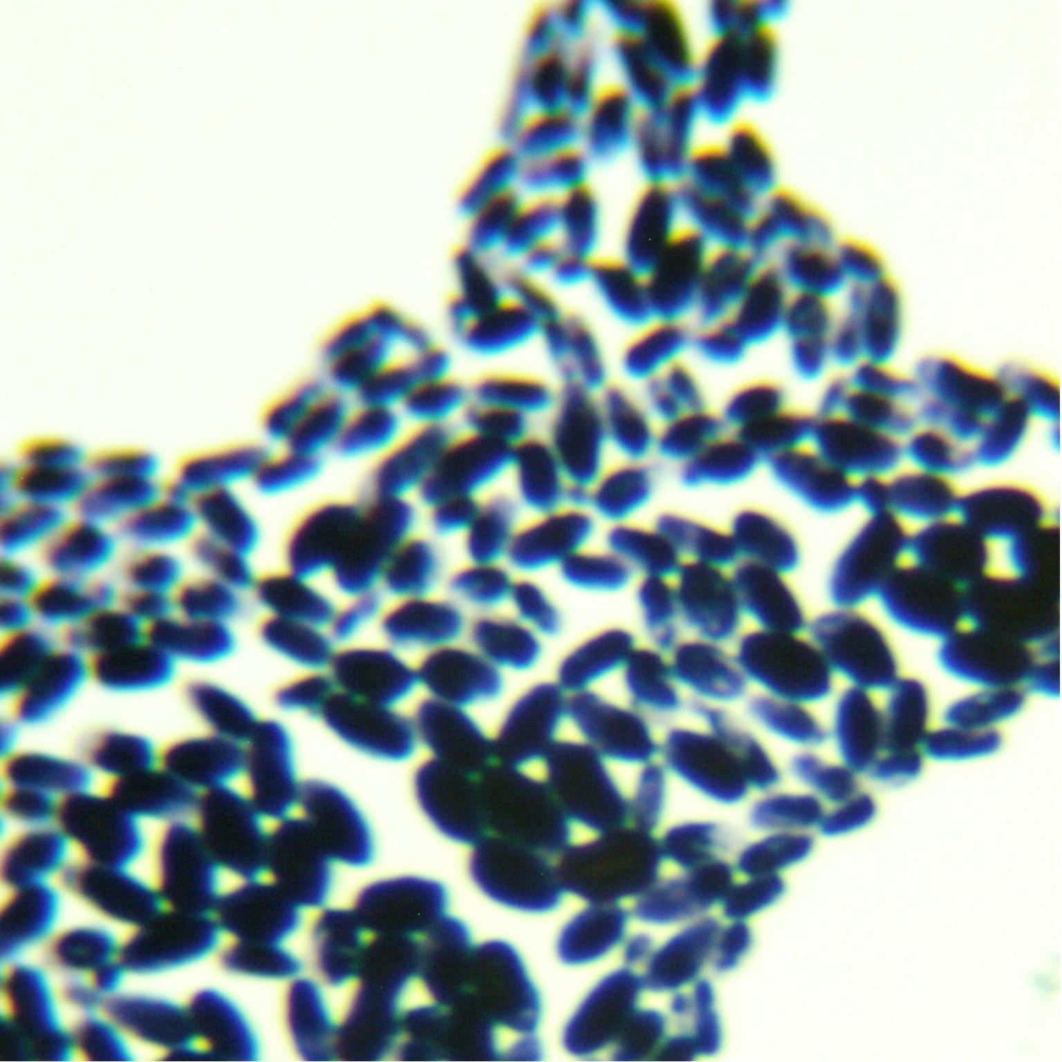 California Banito yeast-BNCC