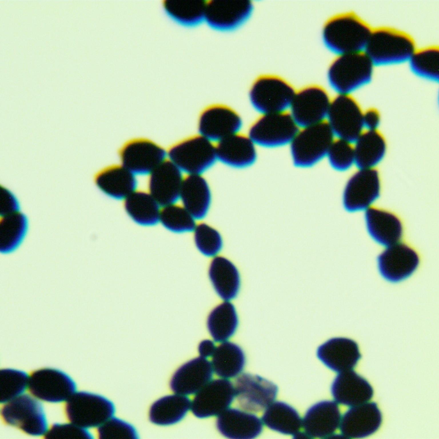 Aspergillus oryzae-BNCC