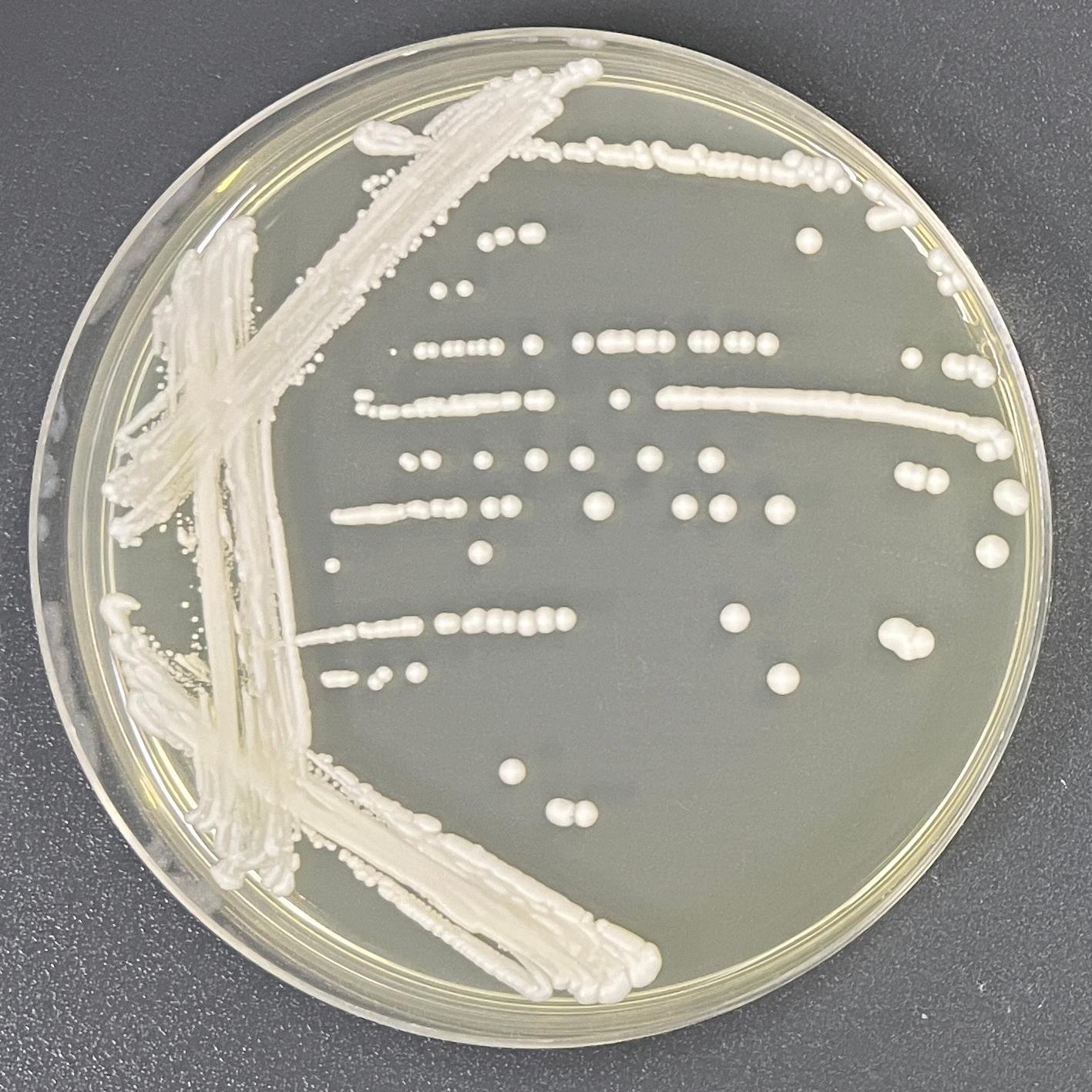 Aspergillus oryzae-BNCC