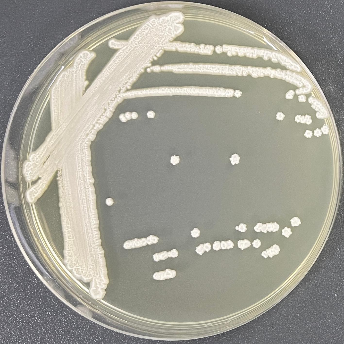 Fake Isabella yeast-BNCC