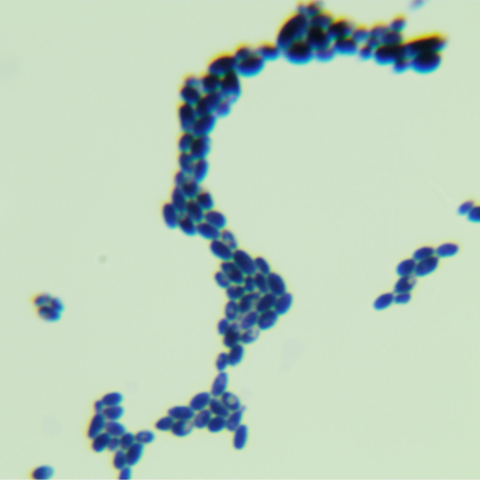 Cylindner yeast-BNCC