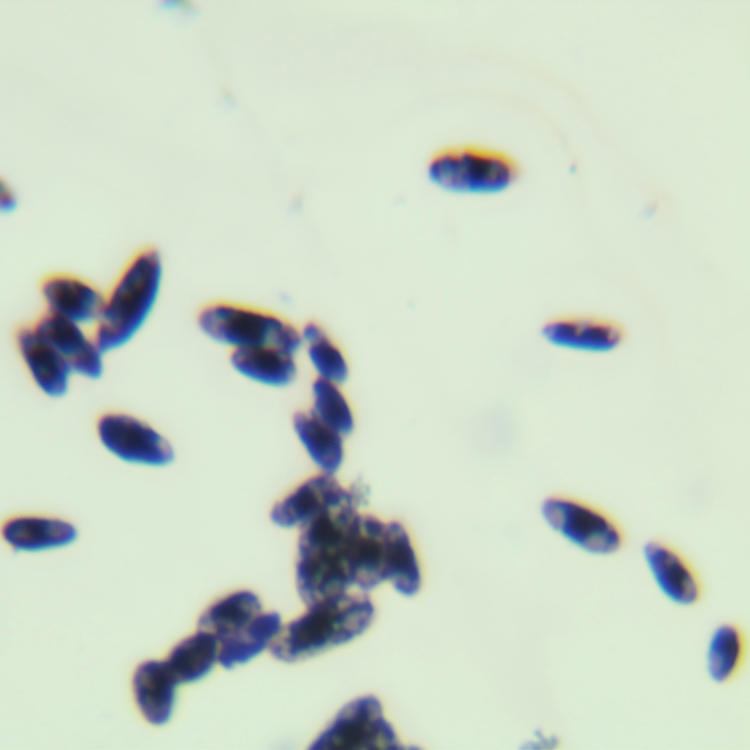 White Wanshi yeast-BNCC
