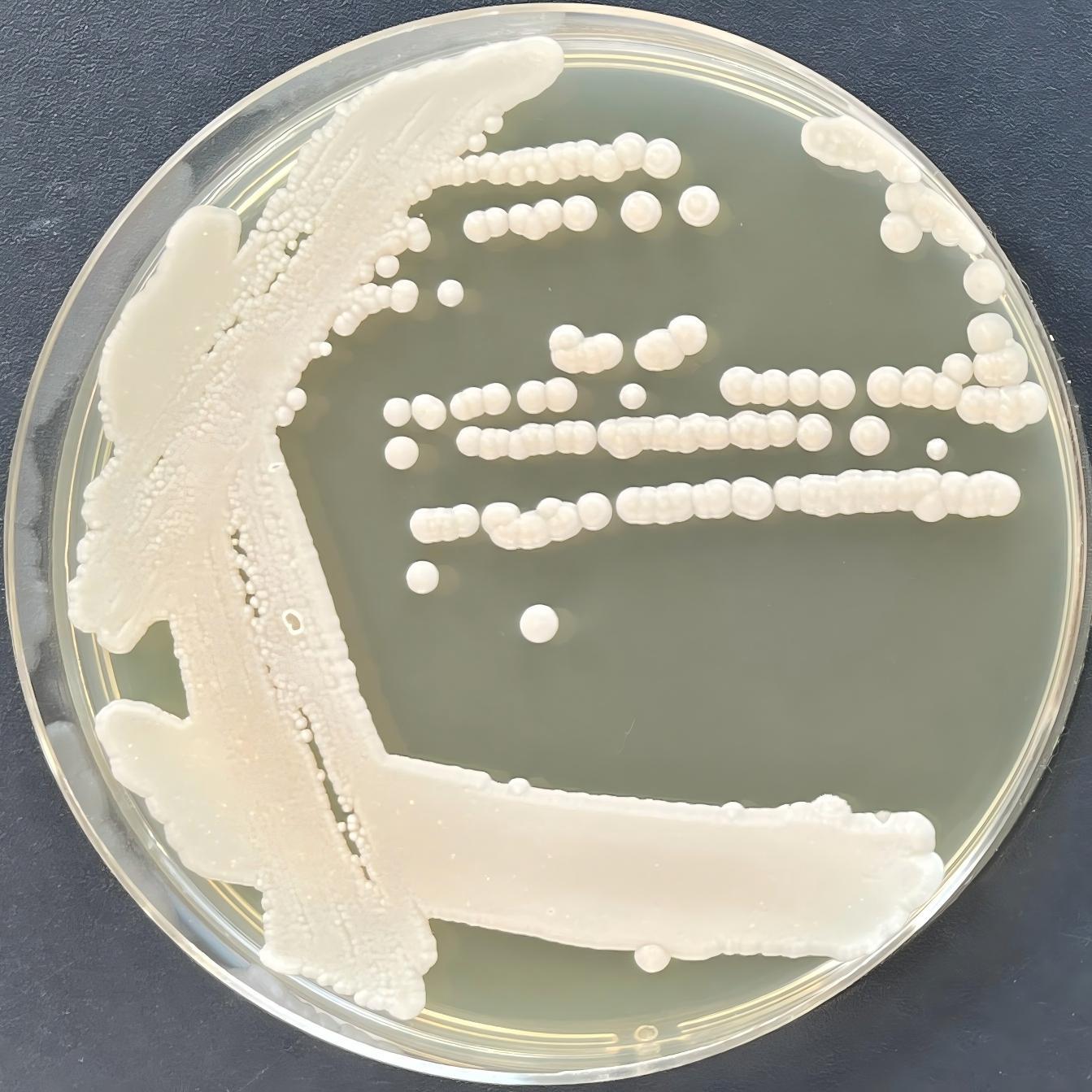 White Wanshi yeast-BNCC