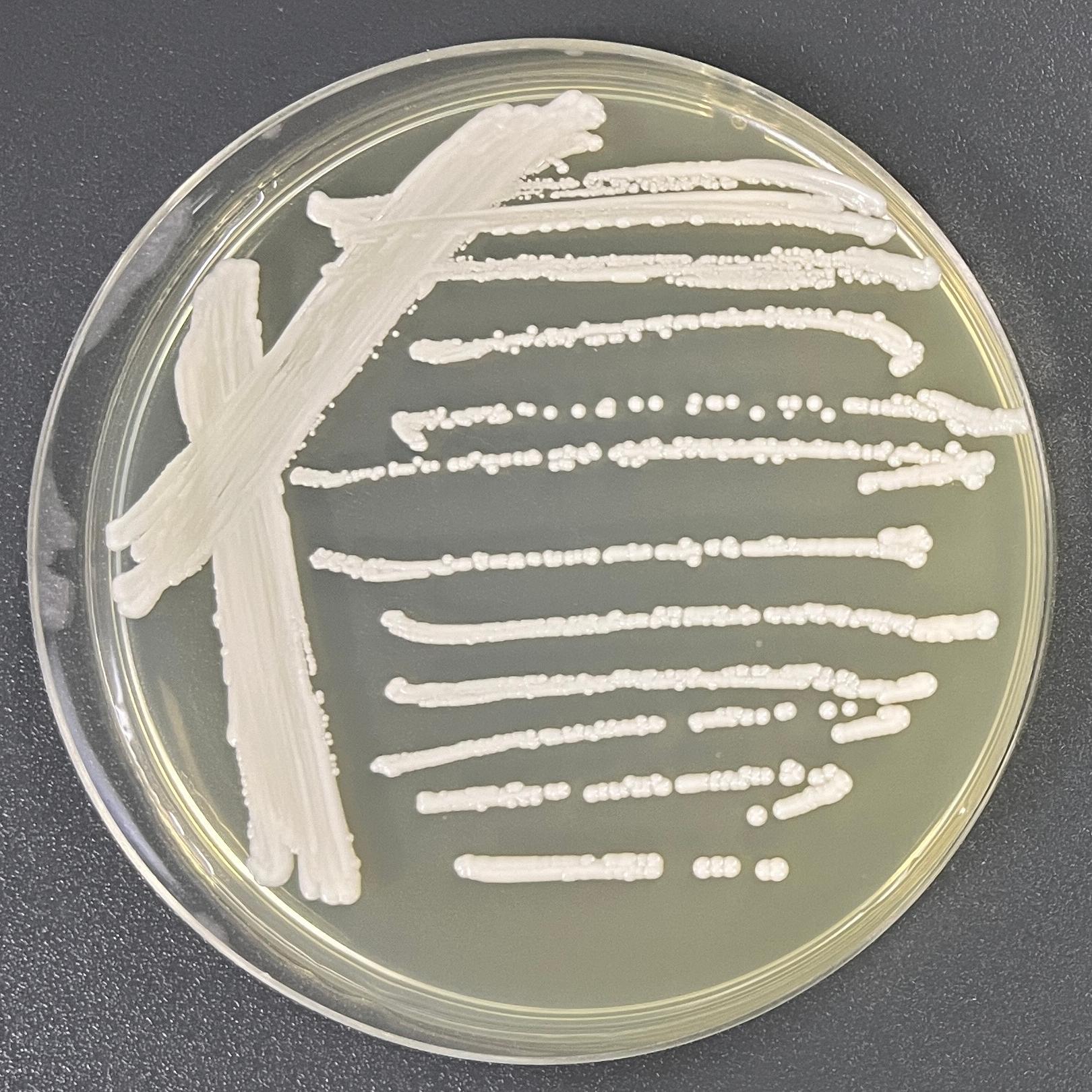 Candida-BNCC