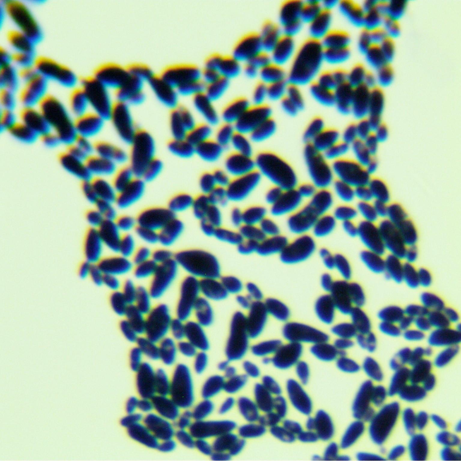 Candida-BNCC