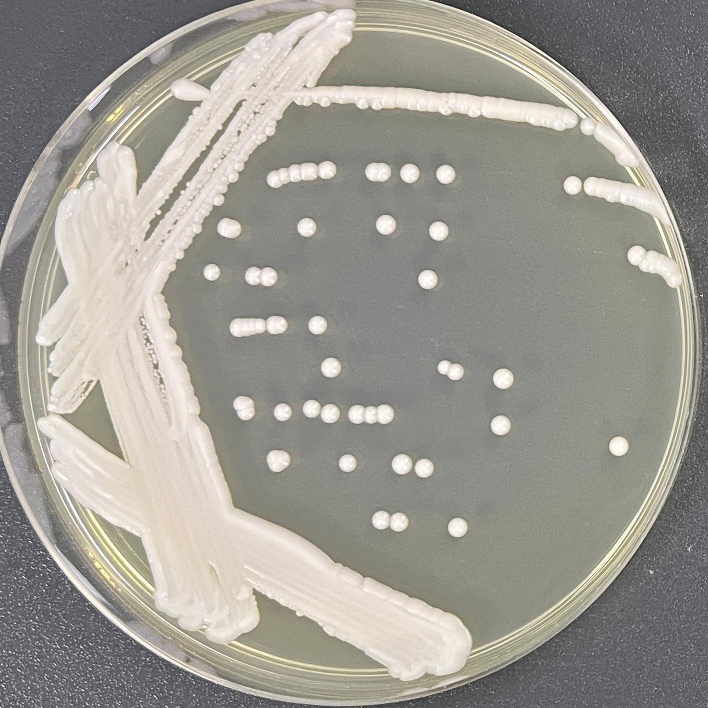 Tree trunk yeast-BNCC
