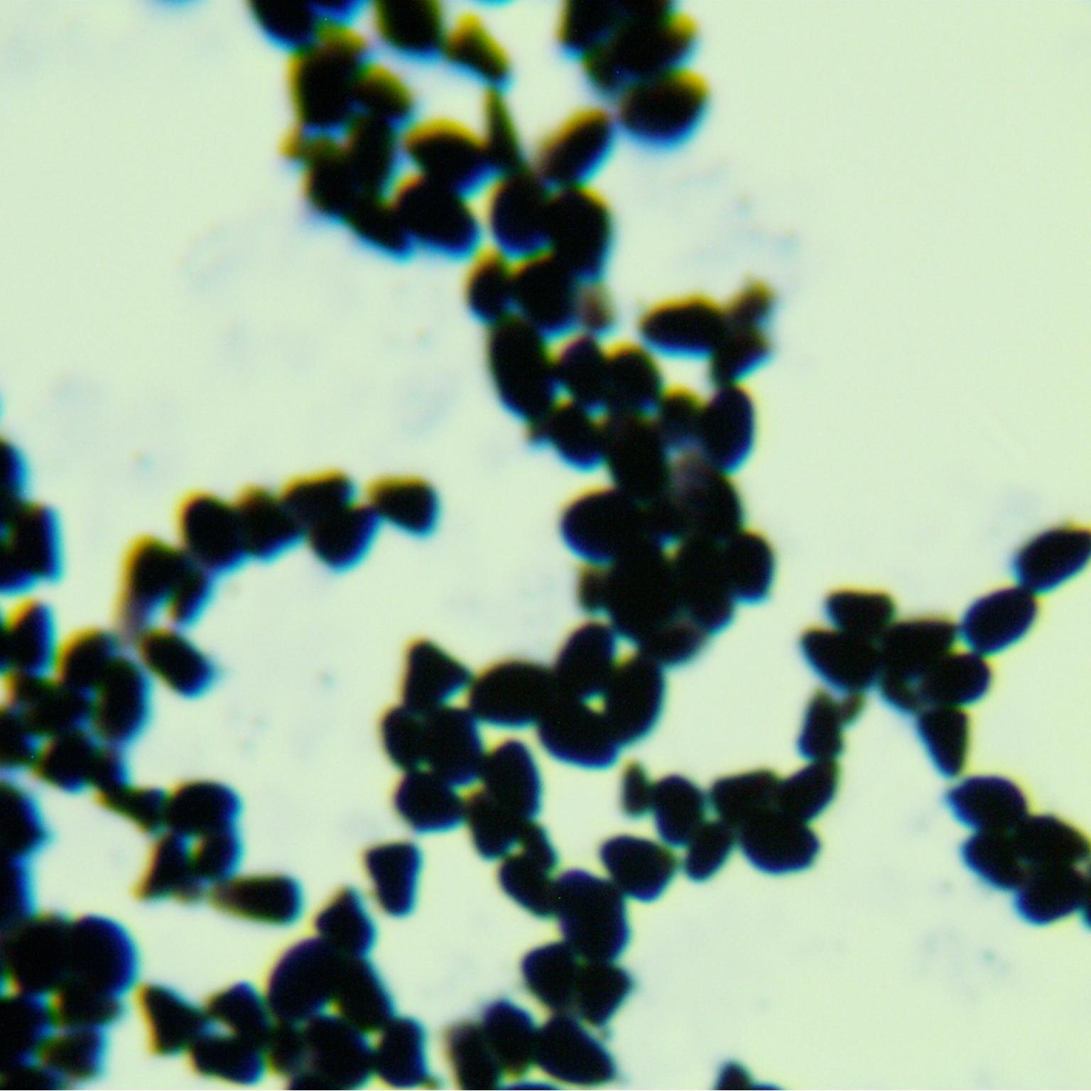 Tree trunk yeast-BNCC