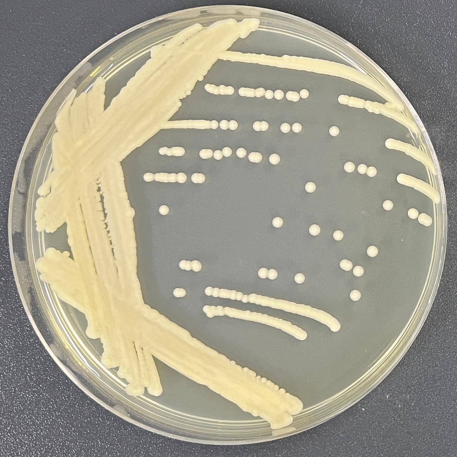 Butterfly shaped red yeast-BNCC